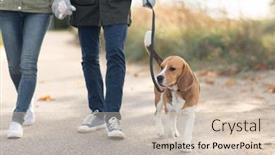  Presentation with domestic animal - PPT theme with pet domestic animal and people concept - couple walking with beagle dog on leash in autumn background and a soft green colored foreground