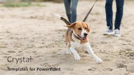  Presentation with domestic animal - Presentation design consisting of pet domestic animal and people concept - couple walking with happy beagle dog on leash along autumn beach background and a soft green colored foreground