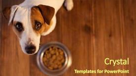  Presentation with dog food - Beautiful slides featuring pet eating food dog eats backdrop and a tawny brown colored foreground