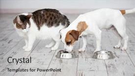  Presentation with cat dog - Amazing PPT theme having pet eating foot cat backdrop and a light gray colored foreground