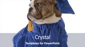  Presentation with english bulldog - Cool new PPT layouts with pet graduation - english bulldog wearing backdrop and a ocean colored foreground