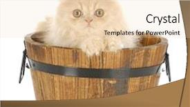  Presentation with persian - Presentation theme enhanced with pet groomer - cream persian kitten sitting background and a lemonade colored foreground