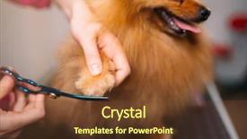  Presentation with pet - Beautiful PPT layouts featuring pet groomer cuts with scissors backdrop and a tawny brown colored foreground