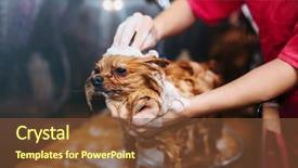  Presentation with pet - Beautiful presentation theme featuring pet groomer hands washing little backdrop and a  colored foreground