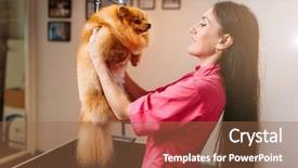  Presentation with pet grooming small dog - PPT layouts having pet groomer holds funny dog background and a  colored foreground