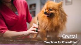  Presentation with grooming pet - Theme with pet groomer makes grooming dog background and a tawny brown colored foreground
