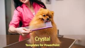 Presentation with grooming pet - Amazing PPT layouts having pet groomer with comb dog backdrop and a tawny brown colored foreground