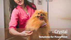  Presentation with grooming pet - PPT theme featuring pet groomer with comb dog background and a tawny brown colored foreground