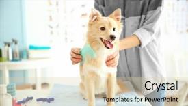  Presentation with pet grooming - Slides with pet grooming - cute dog at groomer salon background and a lemonade colored foreground
