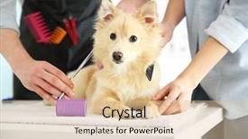  Presentation with grooming dog - PPT layouts with pet grooming - cute dog spitz at groomer background and a lemonade colored foreground