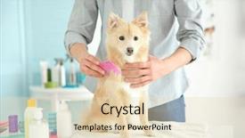  Presentation with pet grooming small dog - Presentation enhanced with pet grooming - cute dog spitz at groomer background and a  colored foreground