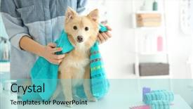  Presentation with pet grooming small dog - PPT theme enhanced with pet grooming - cute dog spitz at groomer background and a seafoam green colored foreground