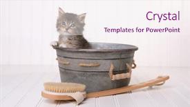  Presentation with pet grooming - Amazing slide deck having pet grooming - cute kitten in washtub getting backdrop and a sky blue colored foreground