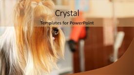  Presentation with salon - Colorful PPT layouts enhanced with pet grooming - cute yorkshire terrier in salon backdrop and a coral colored foreground
