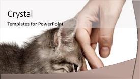  Presentation with kitten - Cool new presentation design with pet grooming - kitten on a white background backdrop and a white colored foreground