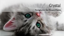  Presentation with kitten - Theme with pet grooming - kitten rests - isolated background and a light gray colored foreground
