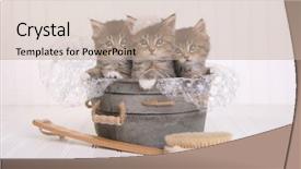  Presentation with pet grooming - Beautiful theme featuring pet grooming - kittens in washtub getting groomed backdrop and a mint green colored foreground