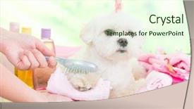  Presentation with grooming dog - Amazing presentation theme having pet grooming - little dog at spa being backdrop and a cream colored foreground