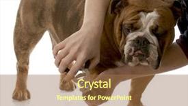  Presentation with grooming pet - PPT layouts consisting of pet grooming - person cutting english bulldog toenails background and a tawny brown colored foreground