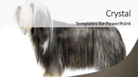  Presentation with sheepdog - Amazing presentation design having pet grooming - sheepdog on white background backdrop and a white colored foreground