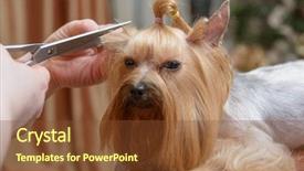  Presentation with reuse craft die cut eco - Presentation theme enhanced with pet grooming - yorkshire terrier getting his hair background and a tawny brown colored foreground