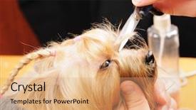  Presentation with eeven cut nyadi historical and factual ingris 10 - Colorful presentation enhanced with pet grooming - yorkshire terrier getting his hair backdrop and a coral colored foreground