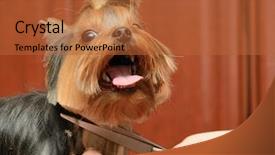  Presentation with pet grooming - Audience pleasing PPT layouts consisting of pet grooming - yorkshire terrier getting his hair backdrop and a red colored foreground