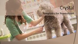  Presentation with grooming dog - PPT theme having pet grooming with scissors made background and a coral colored foreground