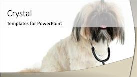  Presentation with blank whiteboard isolated on white - Colorful PPT theme enhanced with pet health - cute shih tzu with statothcope backdrop and a white colored foreground