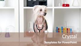  Presentation with medicina tradicional chinesa chinese herb - Colorful slide set enhanced with pet health - hairless chinese crested dog backdrop and a coral colored foreground