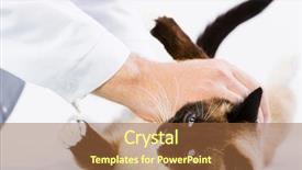  Presentation with goodbye cat - Amazing presentation theme having pet health - siamese cat lying on table backdrop and a  colored foreground