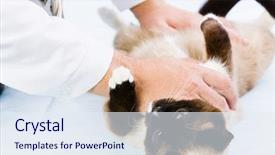  Presentation with cat - Presentation design enhanced with pet health - siamese cat lying on table background and a  colored foreground