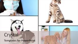  Presentation with vaccination - Amazing PPT theme having pet health - vaccination and treatment of animals backdrop and a coral colored foreground