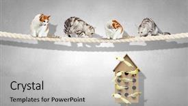  Presentation with apartments - Slides having pet hotel - apartments for friendly living background and a light gray colored foreground