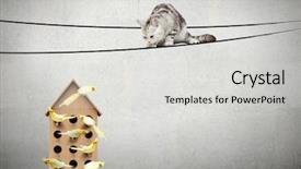  Presentation with apartments - Presentation design consisting of pet hotel - apartments for friendly living background and a light gray colored foreground