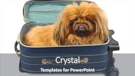 Presentation with case - Amazing presentation having pet hotel - dog in travel case isolated backdrop and a ocean colored foreground