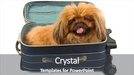  Presentation with case - Cool new PPT theme with pet hotel - dog in travel case isolated backdrop and a dark gray colored foreground