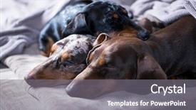  Presentation with dogs - Colorful theme enhanced with pet hotel - dogs sleeps comfortably backdrop and a gray colored foreground