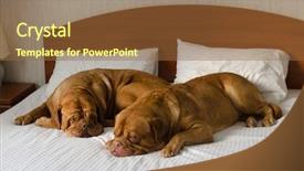 Presentation with bed hotel - Slide set featuring pet hotel - dogue de bordeaux funny couple background and a tawny brown colored foreground