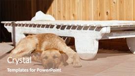  Presentation with dog - Presentation theme featuring pet hotel - nice dog outdoor background and a coral colored foreground