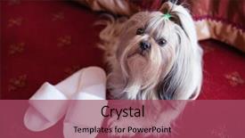  Presentation with red carpet - Audience pleasing theme consisting of pet hotel - shih tzu dog lying backdrop and a violet colored foreground