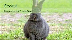  Presentation with drone technology green and black - Beautiful presentation theme featuring pet imaging - black amusing rabbit on green backdrop and a mint green colored foreground