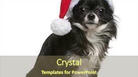  Presentation with old fashioned black and white - PPT theme featuring pet imaging - chihuahua in santa hat 18 background and a tawny brown colored foreground