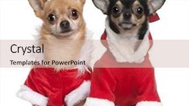  Presentation with imaging - Slides featuring pet imaging - chihuahuas dressed in santa outfits background and a soft green colored foreground