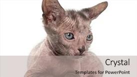  Presentation with hello kitty cute little kitten - Presentation theme having pet imaging - kitten lykoi cat 7 weeks background and a light gray colored foreground