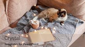  Presentation with hot chocolate - Presentation theme enhanced with pet-is-resting background and a coral colored foreground