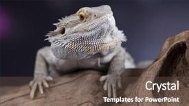  Presentation with dragon - PPT layouts having pet lizard bearded dragon on black background background and a tawny brown colored foreground