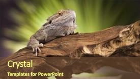  Presentation with black women relationships - Audience pleasing slide deck consisting of pet lizard bearded dragon on black background backdrop and a tawny brown colored foreground