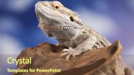  Presentation with dragon - Presentation theme consisting of pet lizard bearded dragon on black background background and a tawny brown colored foreground