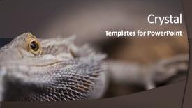  Presentation with dragon - Theme consisting of pet-lizard-bearded-dragon background and a gray colored foreground
